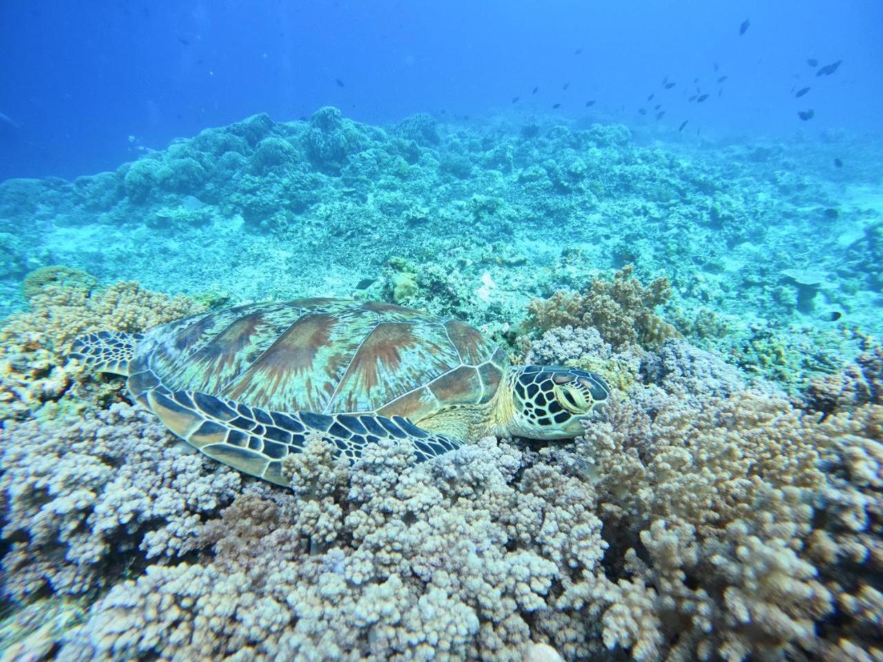 Diversia Diving Club & Bungalows Gili Trawangan Exterior foto